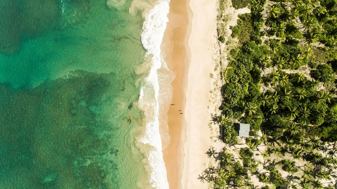 Vista aérea da faixa de areia e coqueiros de Algodões